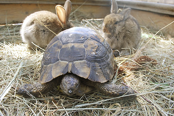 Image showing terrapin and two rabbits