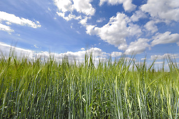 Image showing Corn field