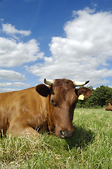 Image showing Cow