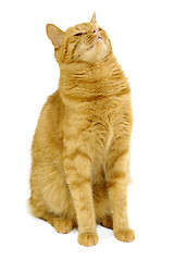 Image showing Red cat