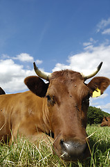 Image showing Cow face