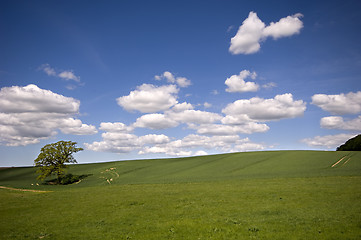 Image showing Tree on hill