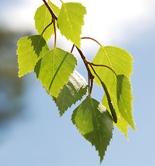 Image showing birch foliage