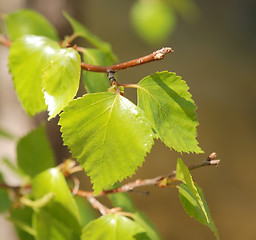 Image showing foliage