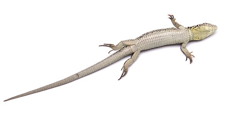 Image showing dead lizard