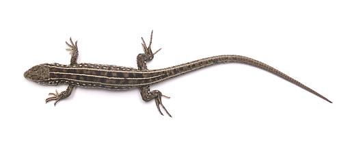 Image showing lizard