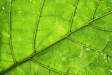 Image showing leaf texture