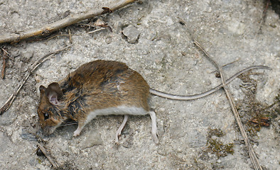 Image showing dead mouse