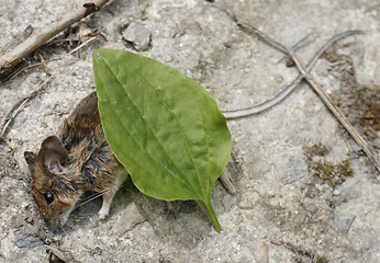 Image showing dead mouse