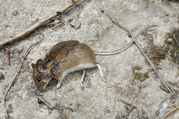 Image showing dead mouse