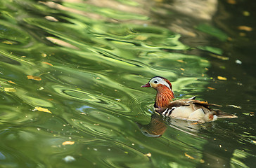 Image showing Mandarin duck (Aix galericulata)