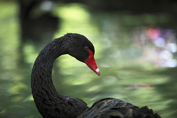Image showing Black swan (Cygnus atratus)