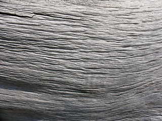 Image showing Old Wood Texture