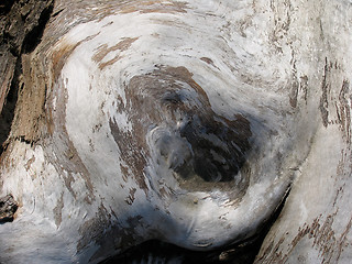 Image showing Old Wood Texture