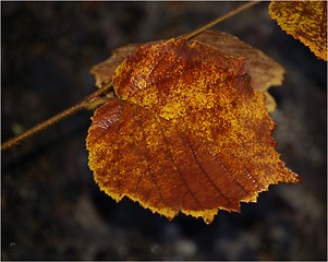 Image showing Leaf 05.11.2005