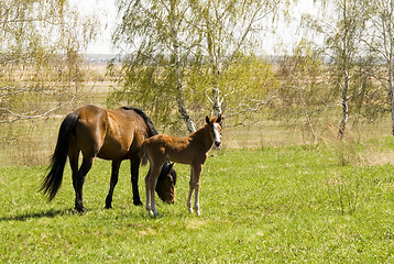 Image showing mare and foal