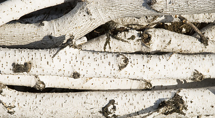 Image showing birch logs