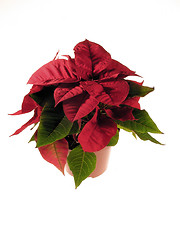 Image showing Poinsettia