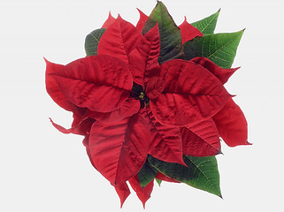 Image showing Poinsettia