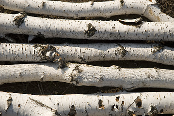 Image showing birch logs