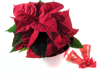 Image showing Poinsettia