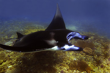 Image showing Manta ray