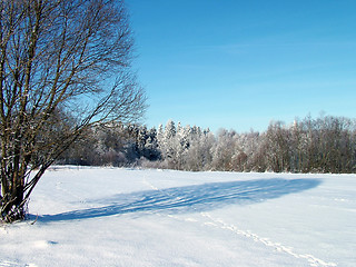 Image showing Tree and shadow