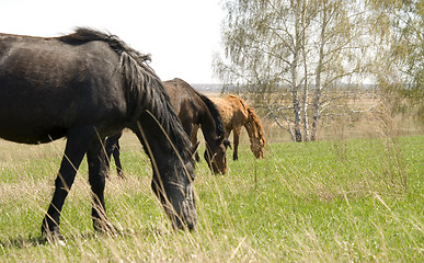 Image showing horses