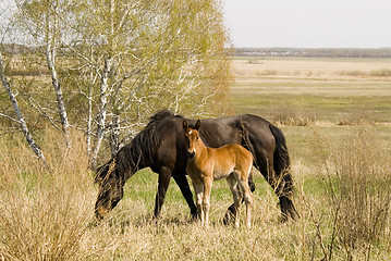 Image showing foal and mare