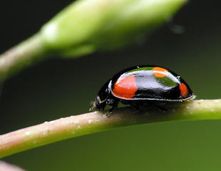 Image showing Ladybug