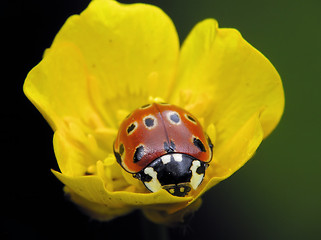 Image showing Ladybug on flower