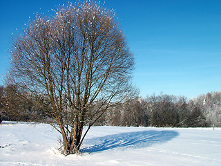 Image showing Tree and shadow 1