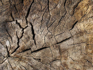 Image showing Old Wood Texture