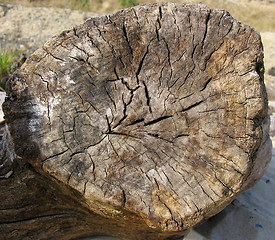 Image showing Old log