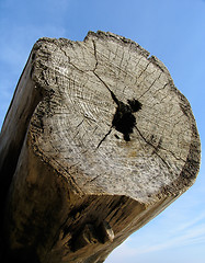 Image showing Old log