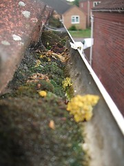 Image showing Moss in the gutter
