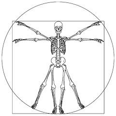 Image showing skeleton