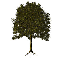 Image showing tree