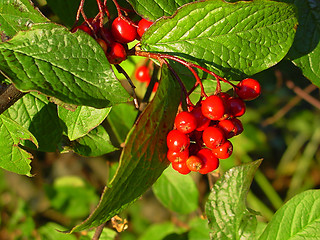 Image showing Cranberries