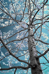 Image showing Infrared Tree