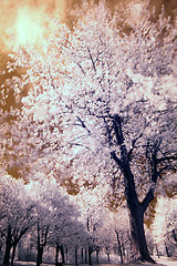 Image showing Infrared Tree