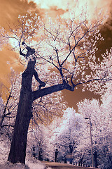 Image showing Infrared Tree