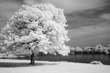 Image showing Infrared Tree