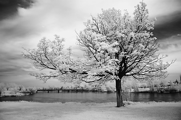 Image showing Infrared Tree