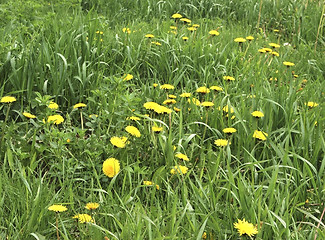 Image showing dandelions