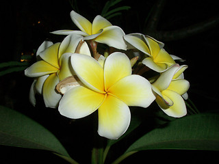 Image showing evening scent