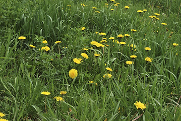 Image showing dandelions