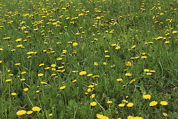 Image showing dandelions