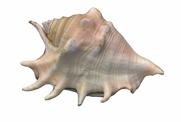 Image showing seashell