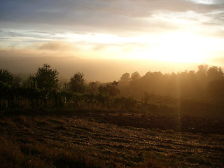 Image showing italian vineyard